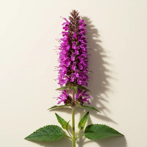 KER ingredient: Agastache Mexicana