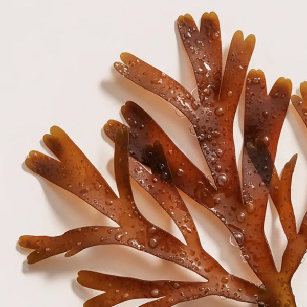 KER ingredient: Brown Seaweed