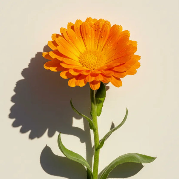 KER ingredient: Caléndula