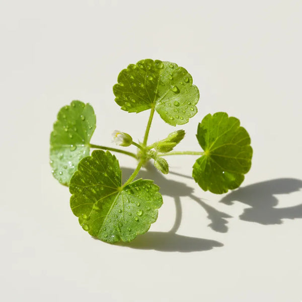 KER ingredient: Centella Asiática