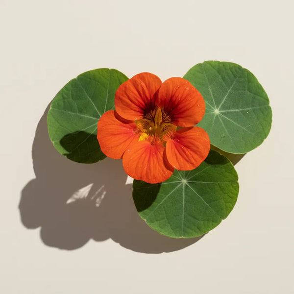 KER ingredient: Capuchina