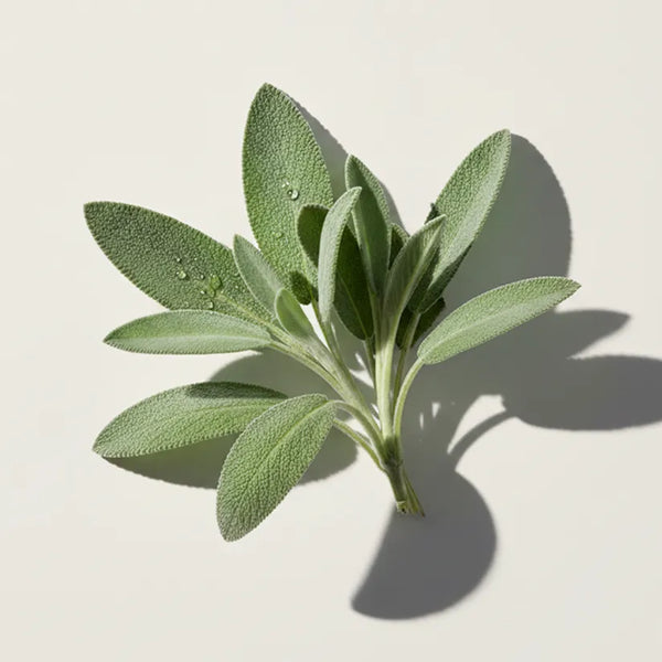 KER ingredient: Salvia